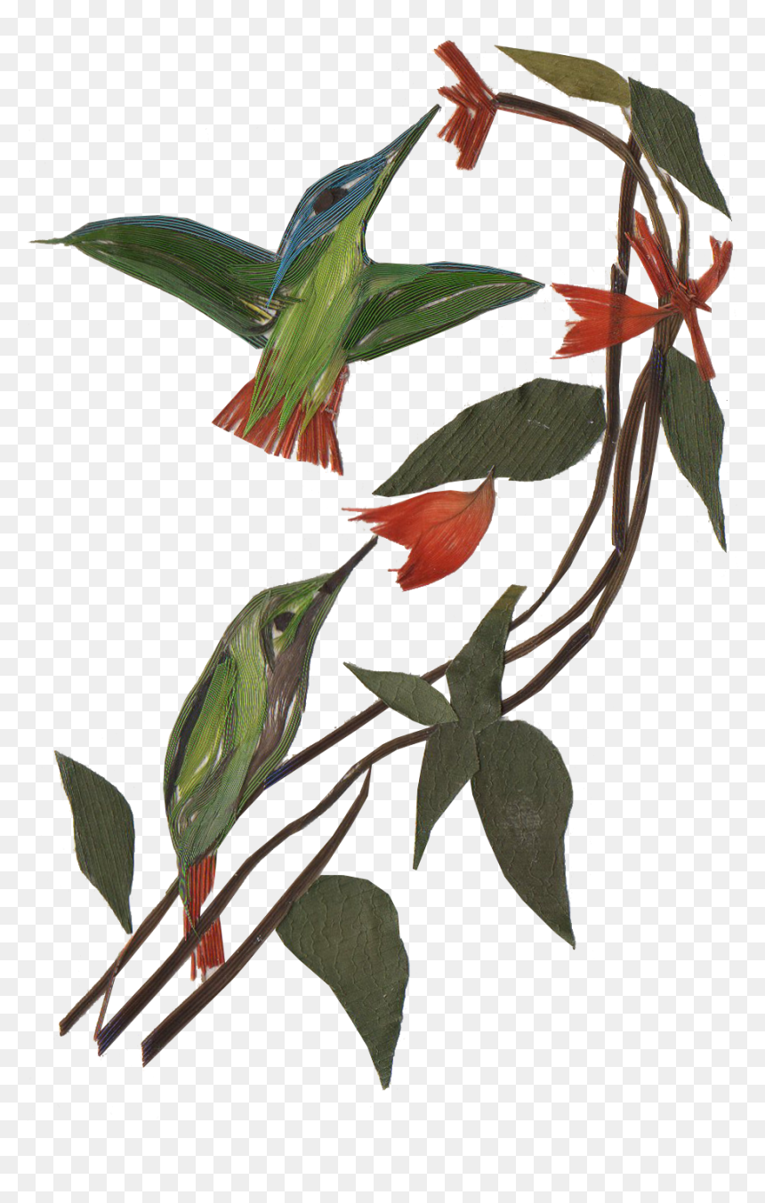 The Scent Of The Forest, HD Png Download - cotton plant png