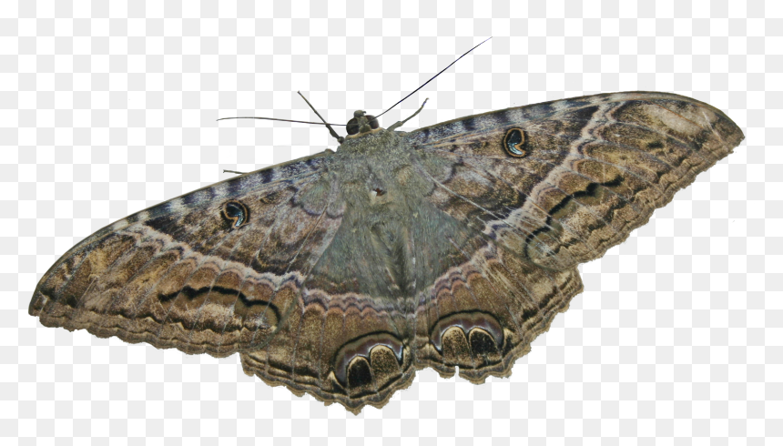Mariposa Nocturna Ii - Ascalapha Odorata Png, Transparent Png - butterfly .png