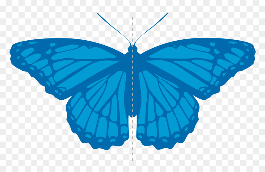 Butterfly .png, Transparent Png - butterfly .png
