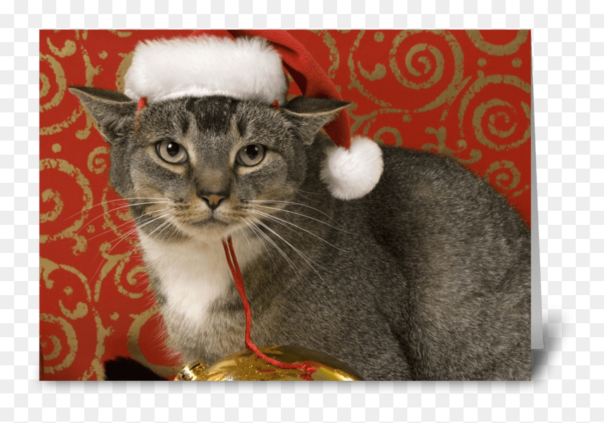 Merry Christmas Greeting Card - Tabby Cat, HD Png Download - happy cat png
