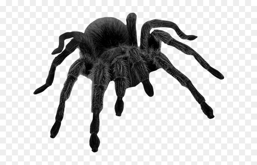 Brown Picture Halloween Spider Haunted Black Widow - Black Spider Png, Transparent Png - haunted png