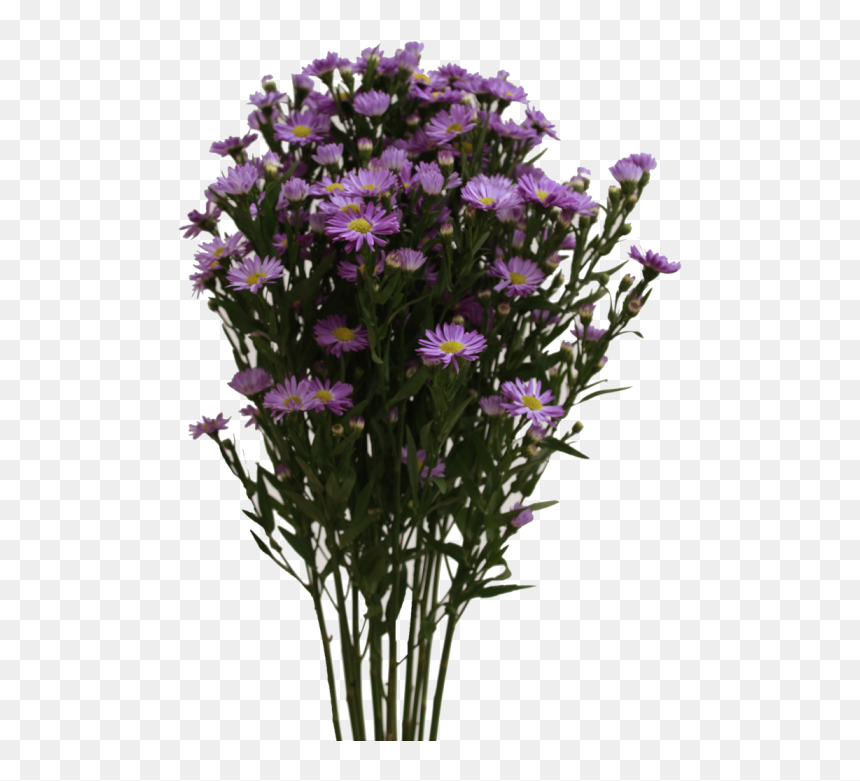 Aster Purple - Aster Png, Transparent Png - aster png