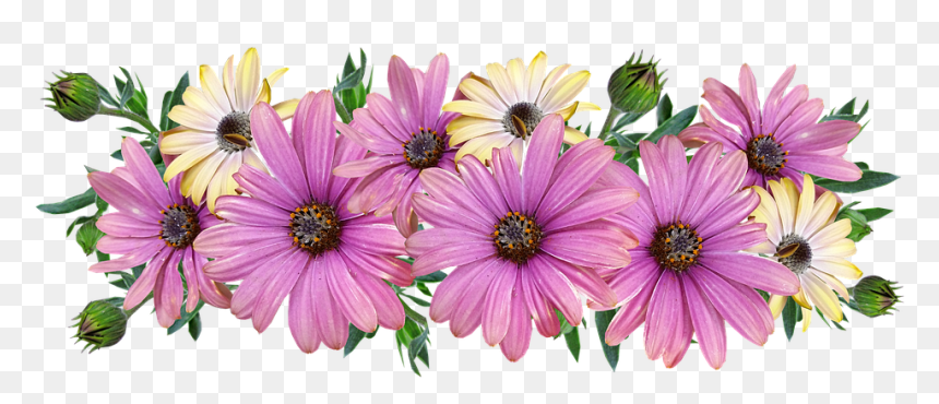 Bunga Bunga, Aster, Pengaturan, Taman, Alam, Memotong - Flower, HD Png Download - aster png