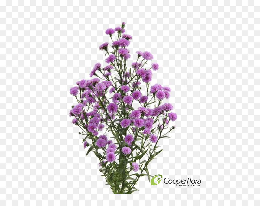 Bouquet, HD Png Download - aster png