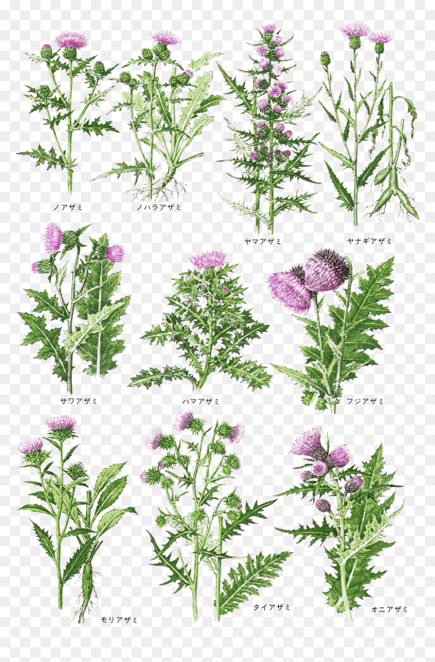 Transparent Aster Png - アザミ 種類, Png Download - aster png