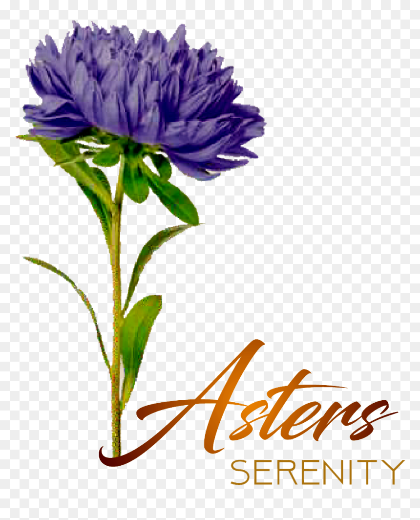 Aster - African Daisy, HD Png Download - aster png