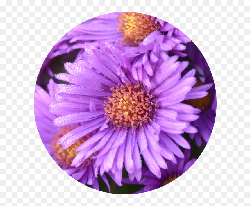 Tips To Stay Healthy This Flu Season - New York Aster, HD Png Download - aster png