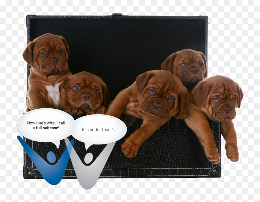 Dogue De Bordeaux, HD Png Download - auction png