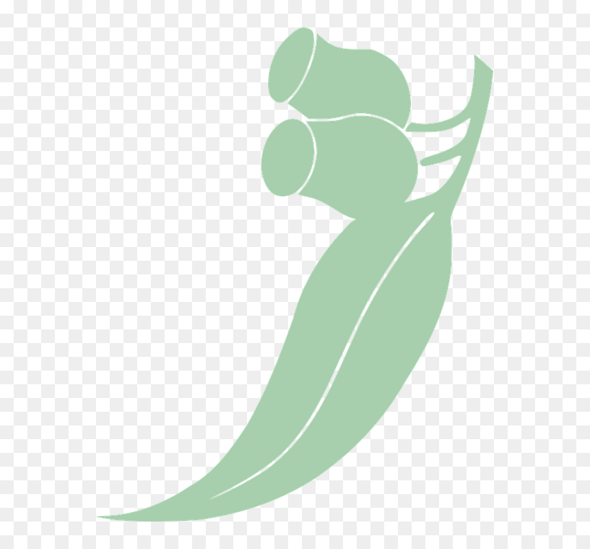 Eucalyptus, Leaf, Tree, Eucalyptus L"heritier - Gum Leaf Clip Art, HD Png Download - eucalyptus tree png