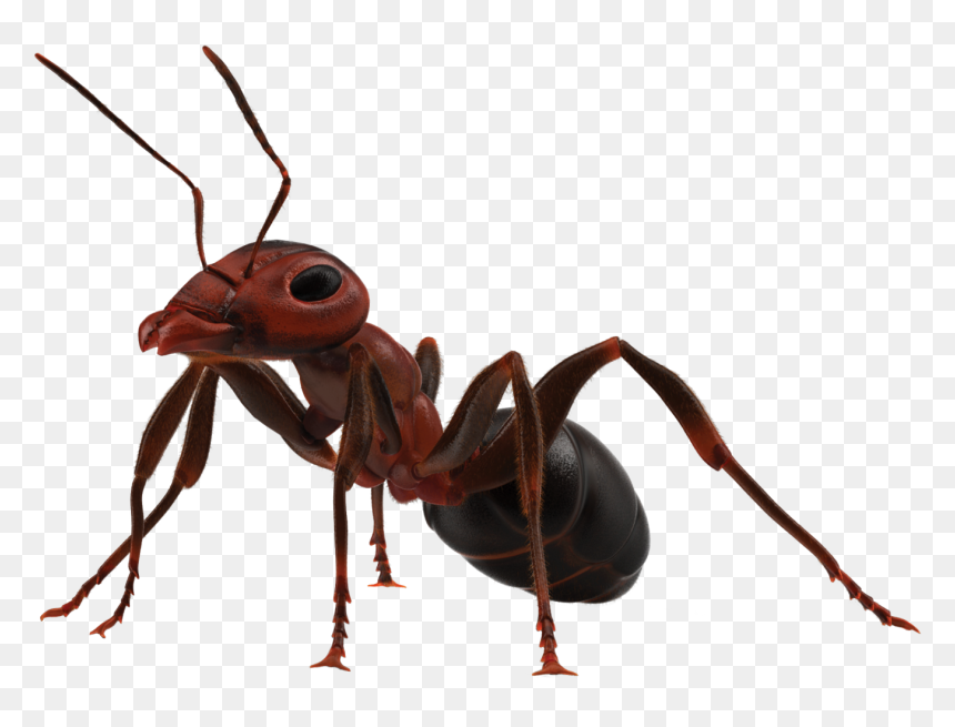 Ant Insects Quiz Brown Marmorated Stink Bug Trivia - Ant Png, Transparent Png - stink png