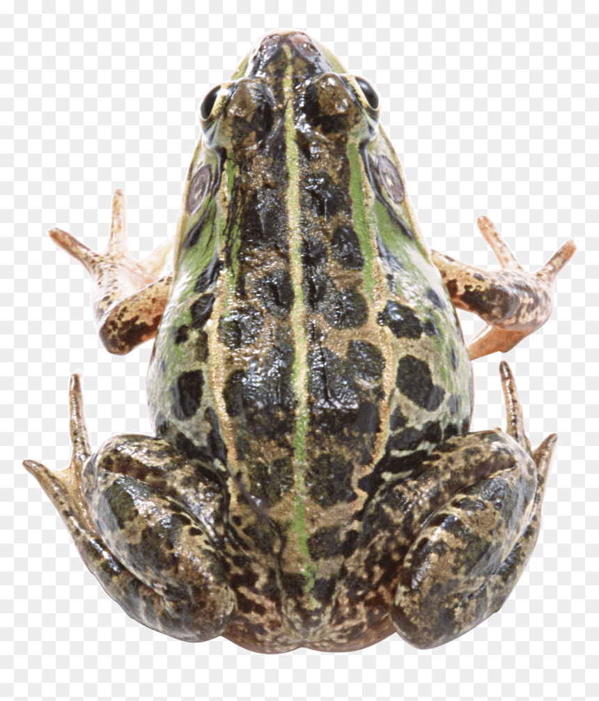 Portable Network Graphics, HD Png Download - wednesday frog png