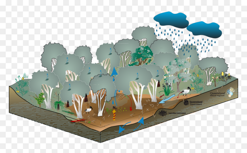 Wetland, HD Png Download - eucalyptus tree png