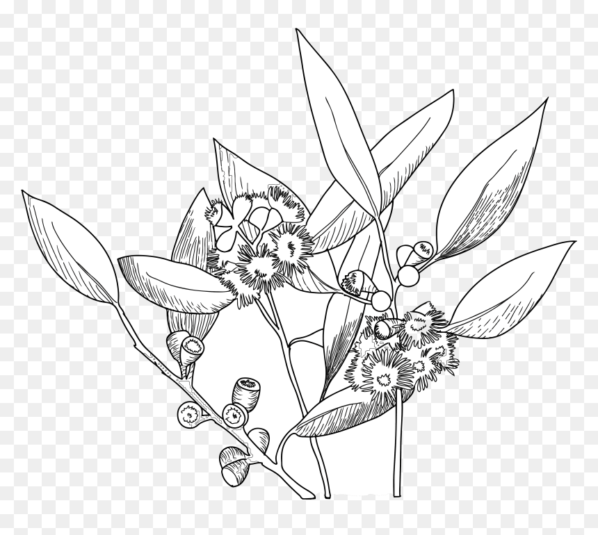 Eucalyptus Tree Png, Transparent Png - eucalyptus tree png