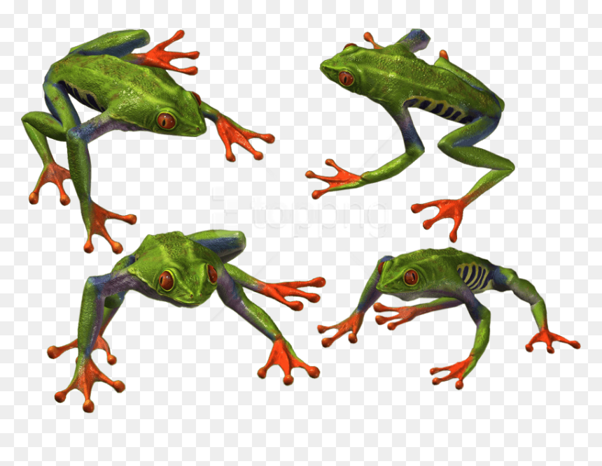 Free Png Download Frog Png Images Background Png Images - Portable Network Graphics, Transparent Png - wednesday frog png
