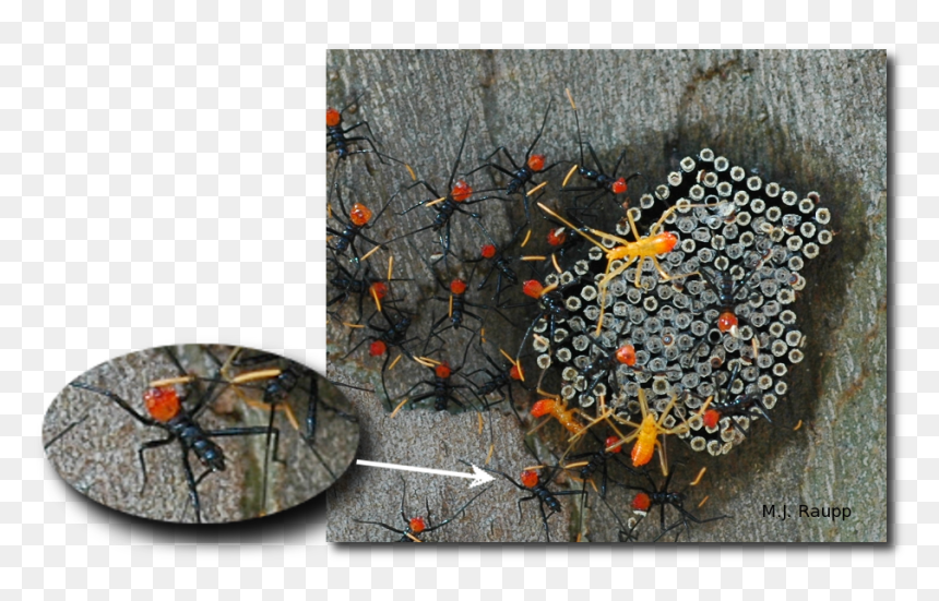 Download Kissing Bug Png File - Stink Bug Wheel Bug, Transparent Png - stink png