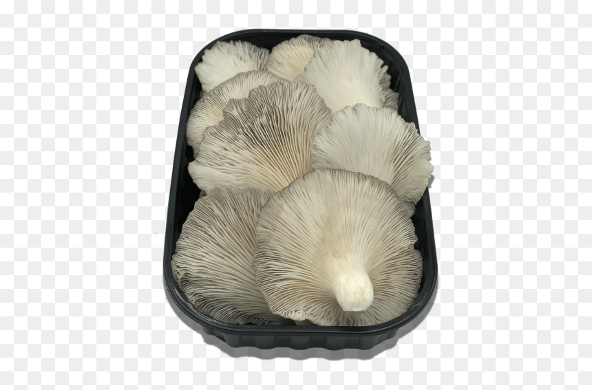 Pleurotus Eryngii, HD Png Download - setas png