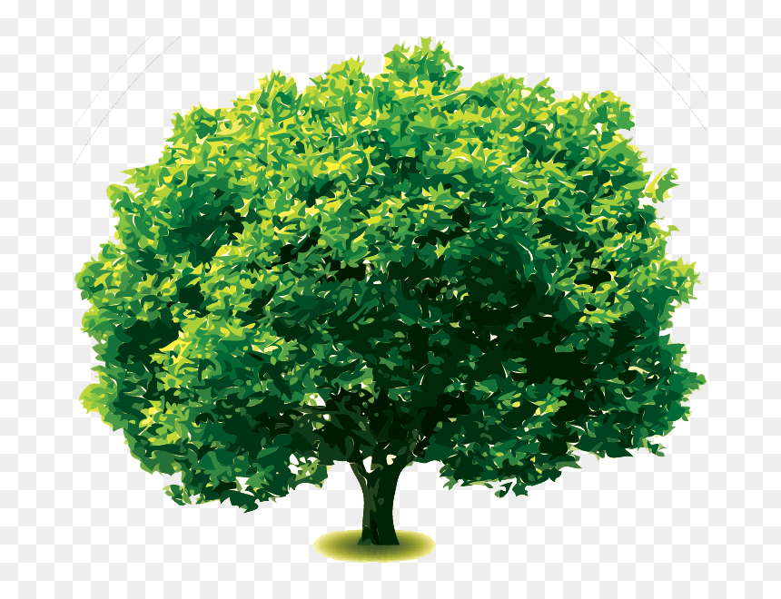 Clip Art Index Of Images Silveroaktreepng - Grevillea Robusta Png, Transparent Png - oak trees png