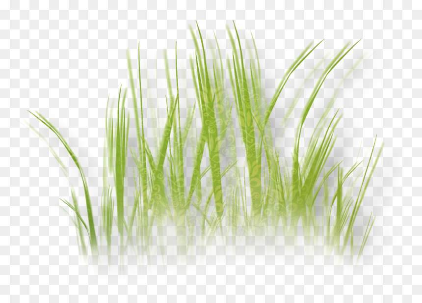 Herbaceous Plant Grass Clip Art - Clip Art, HD Png Download - grass plant png