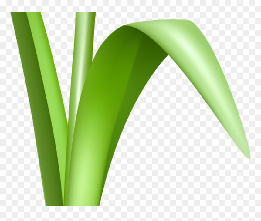 Grass With Flower Background Png - Grass, Transparent Png - grass plant png