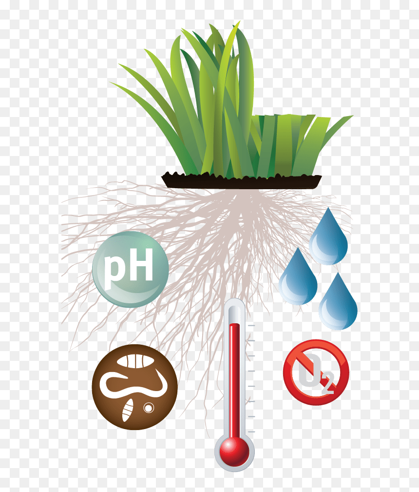 Superintendent, HD Png Download - grass plant png