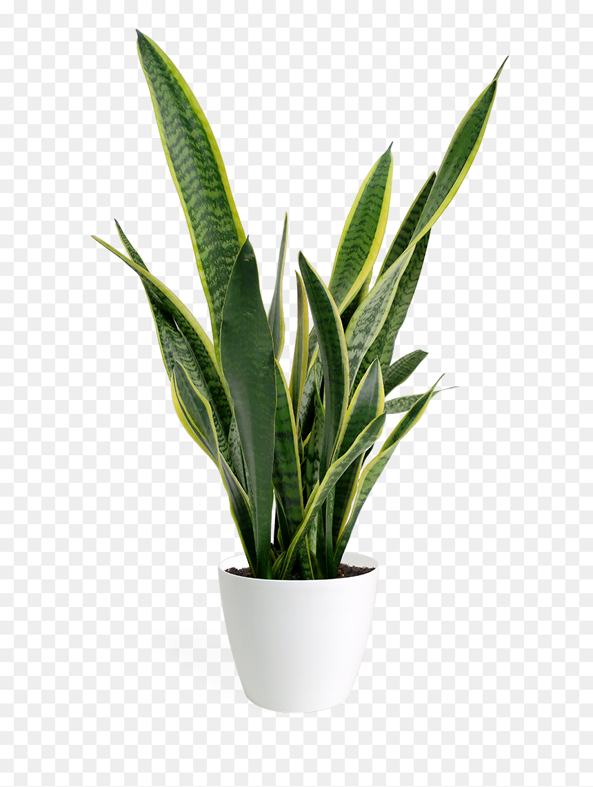 Transparent Small Plant Png, Png Download - grass plant png