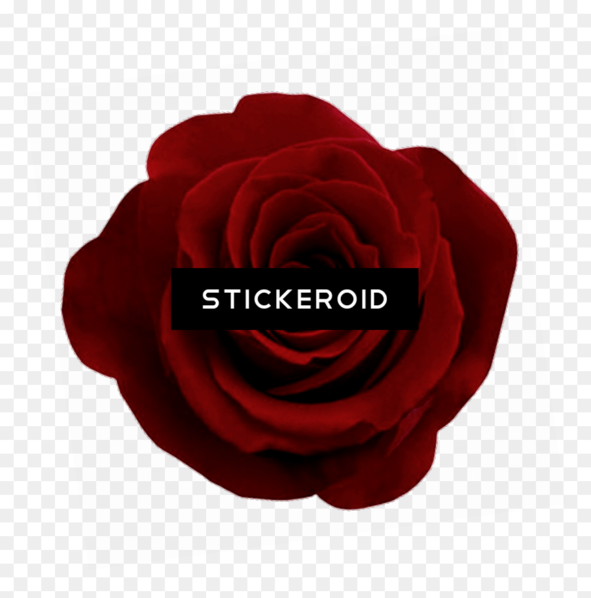 Gothic Rose Flower Clipart , Png Download - Garden Roses, Transparent Png - gothic rose png