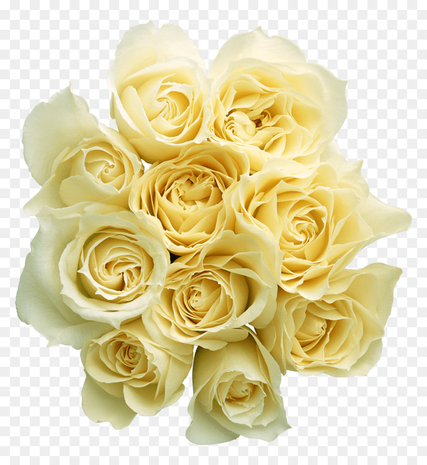 White Rose Png Transparent, Png Download - gothic rose png