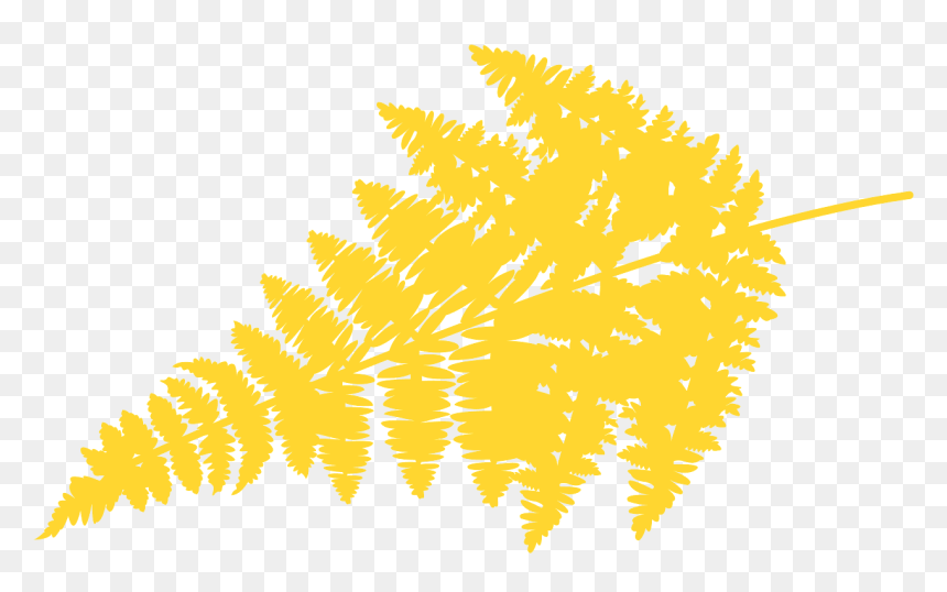 Illustration, HD Png Download - fern leaf png