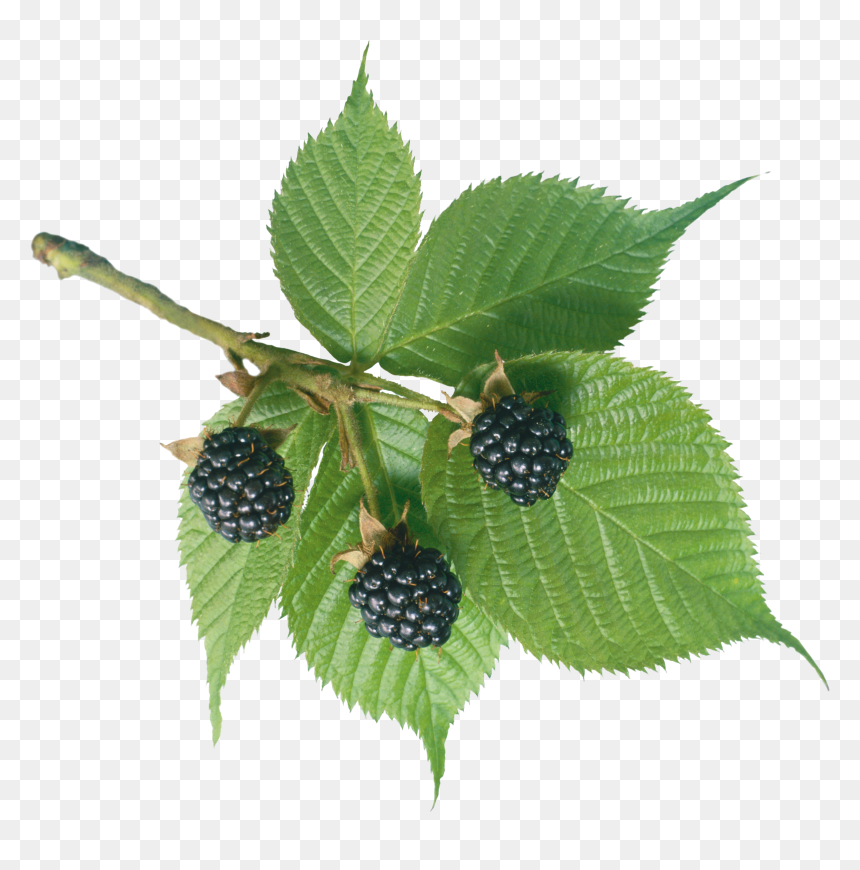 Blackberry, HD Png Download - fern leaf png