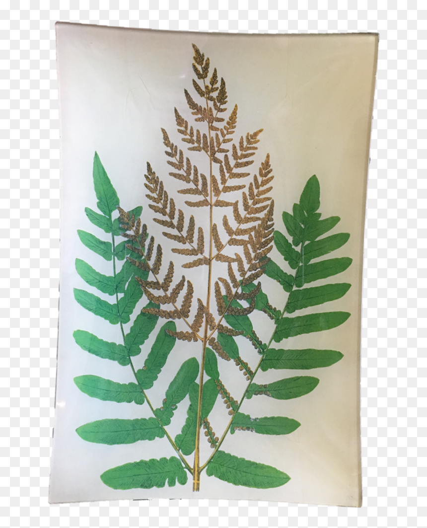 Osmunda Regalis, HD Png Download - fern leaf png
