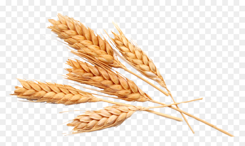 Thumb Image - Oat Png, Transparent Png - espigas png