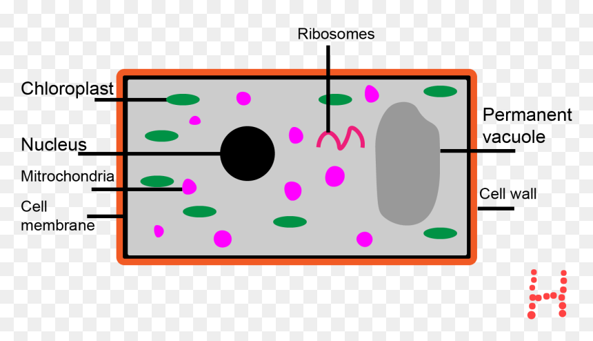 Circle, HD Png Download - plant cell png