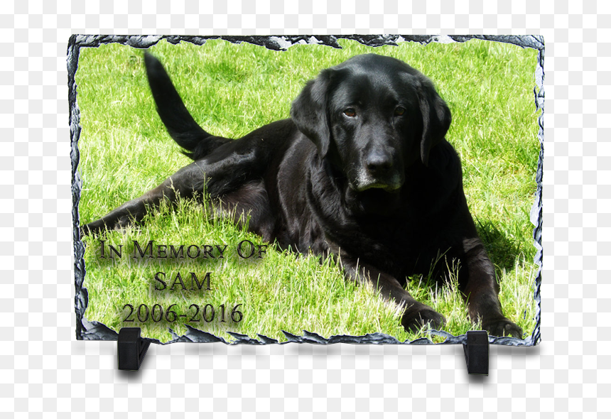 Black Labrador - 黑色 拉 布 拉 多, HD Png Download - black lab png