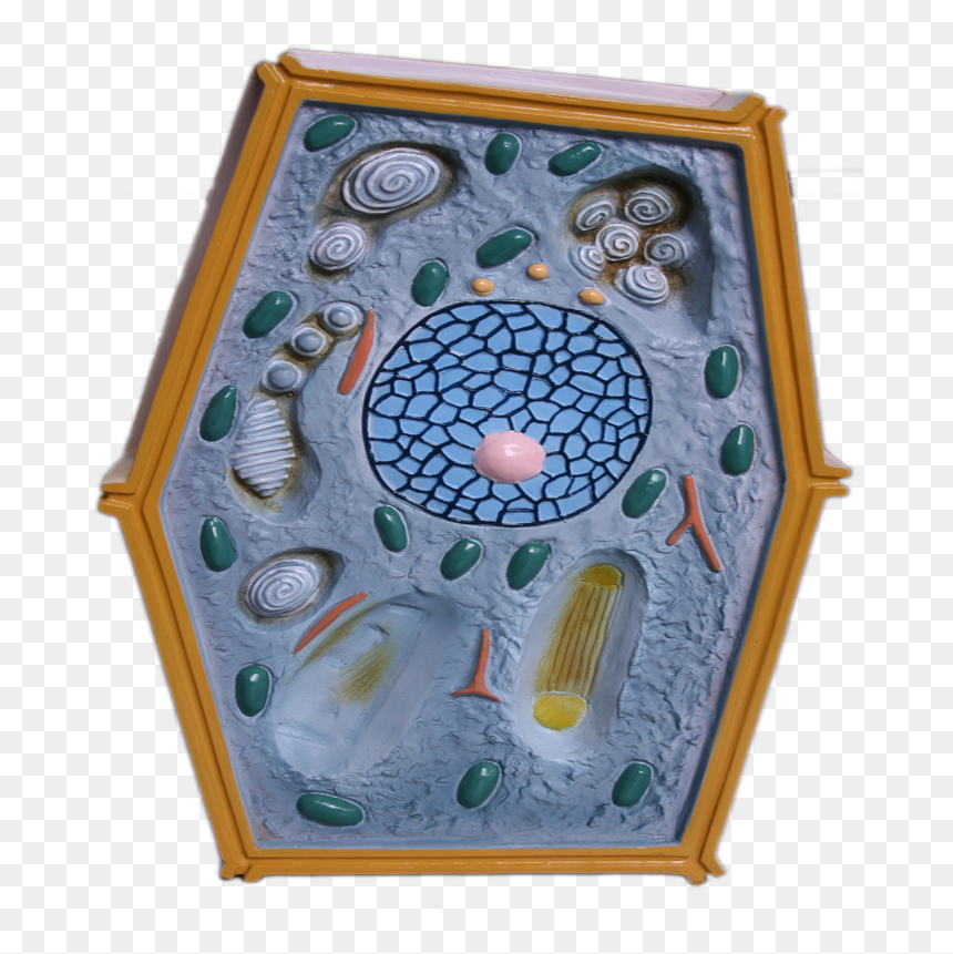 Plant Cell Model For Biology, Plant Cell Model For - Teaching Aids Biology, HD Png Download - plant cell png