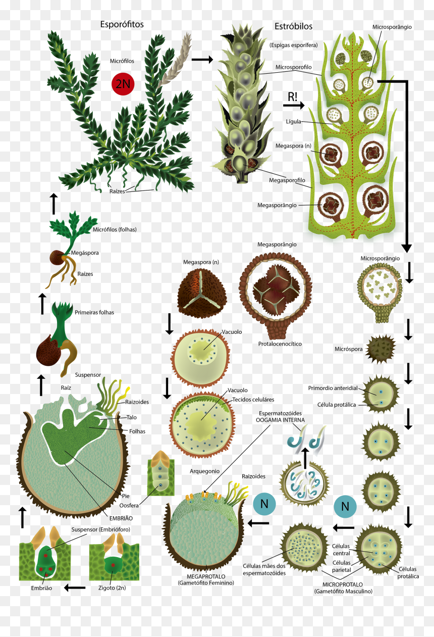 Series Of Scientific Illustrations For School Books, HD Png Download - espigas png
