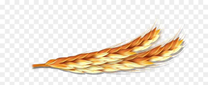 Tail, HD Png Download - espigas png
