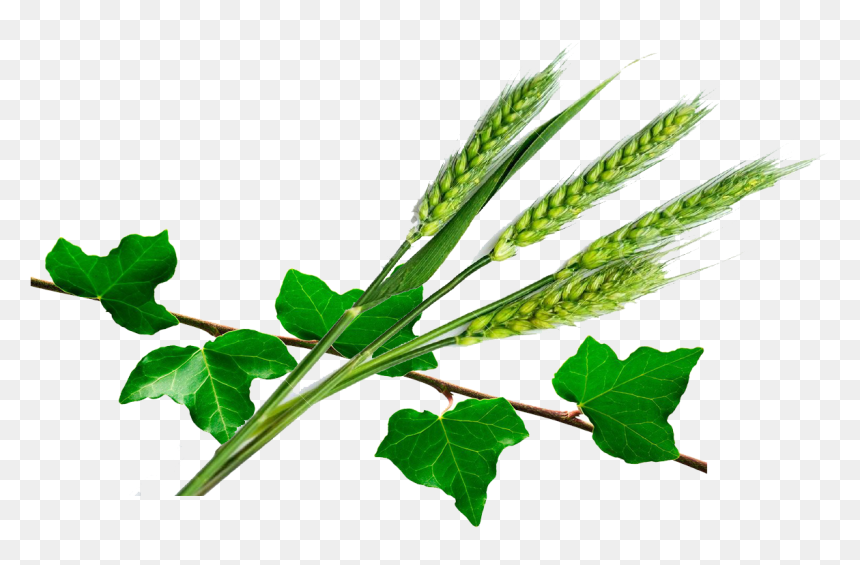 Trigo Hiedra - Plantas Medicinales Hiedra, HD Png Download - espigas png