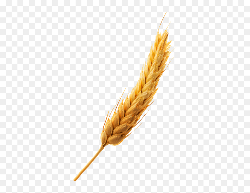 Espiga - Emmer, HD Png Download - espigas png