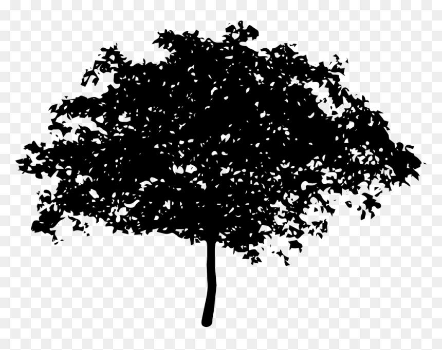 Transparent Magnolia Tree Silhouette, HD Png Download - shrub silhouette png