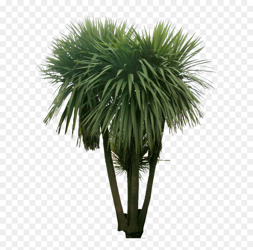 Photoshop Plante Png, Transparent Png - shrub silhouette png