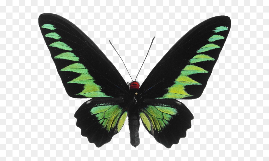 Image - Trogonoptera Brookiana Trogon, HD Png Download - cute butterfly png