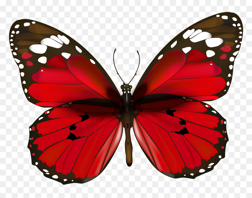 Red Butterfly Png Clipart - High Quality Butterfly Png, Transparent Png - cute butterfly png