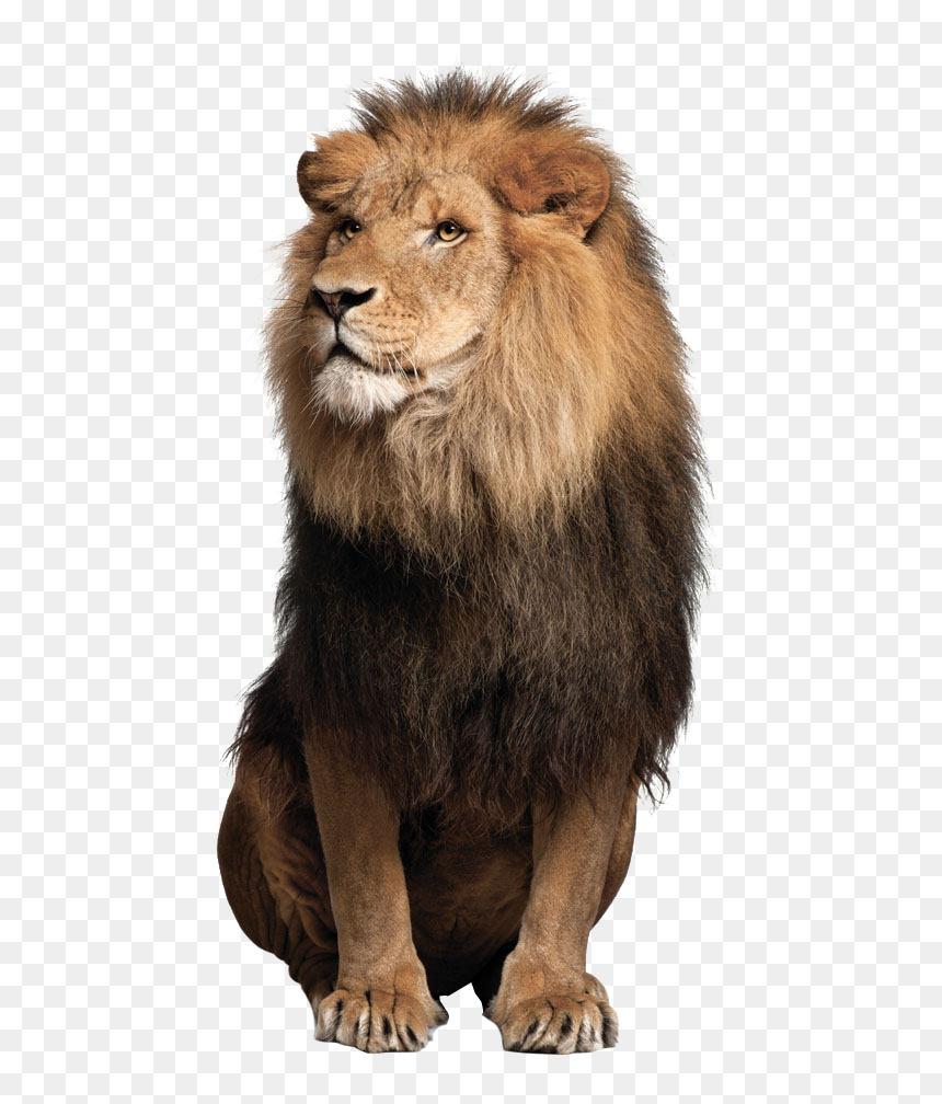 Lion Png, Transparent Png - forest animals png