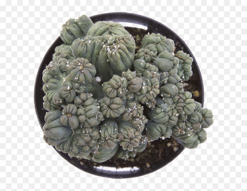 Ming Thing Cactus, HD Png Download - mexican cactus png