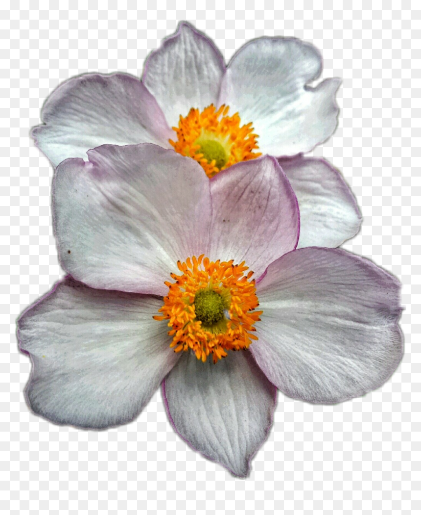 #floralart #white Petals - Japanese Anemone, HD Png Download - white petals png