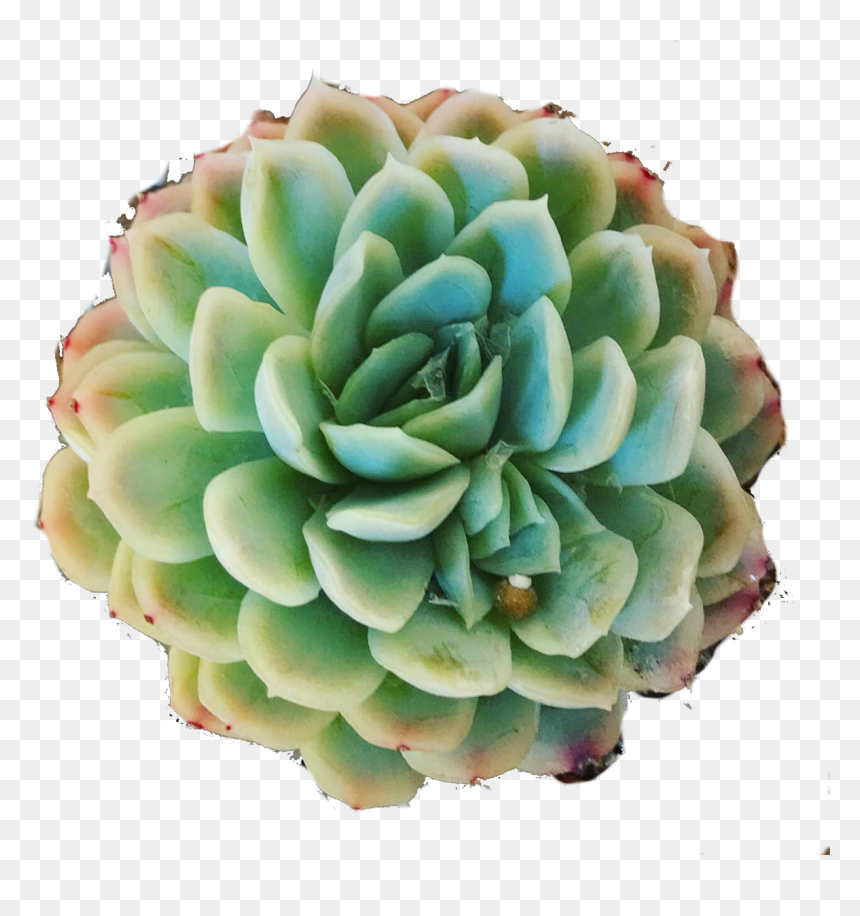 Cactus, HD Png Download - mexican cactus png