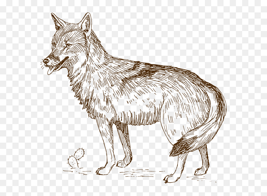 Vector Clipart Wolf - Realistic Wolf Clip Art, HD Png Download - wolf vector png