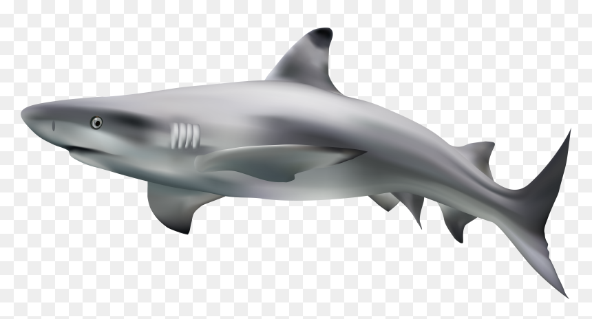 Drawing Shark Real - Transparent Background Shark Transparent, HD Png Download - shark clipart png