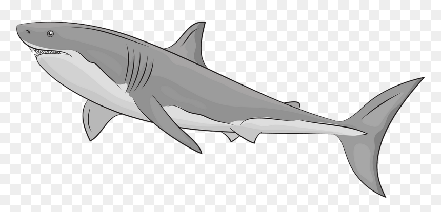 Great White Shark, HD Png Download - shark clipart png