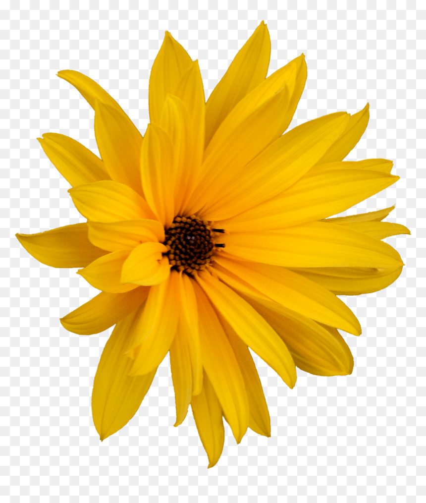 Jerusalem Artichoke Flower Png, Transparent Png - margarita png